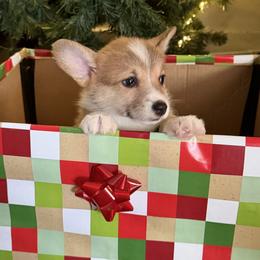 Karli - Red female Pembroke Welsh Corgi puppy in Helmville, Montana from Calie’s Corgis