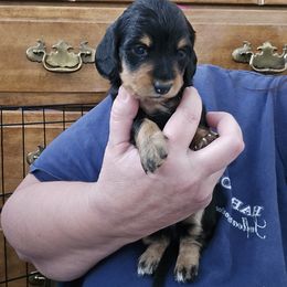 Girl 4 - Chocolate and tan female Dachshund puppy in Willcox, Arizona from Tootsie's Tiny Toes