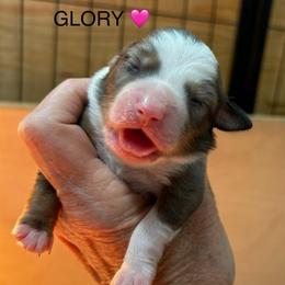 Girl 4 Glory - Blue merle female Miniature Australian Shepherd puppy in Bristow, Iowa from Pine Ridge Toy Aussies