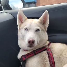 Aurora - Siberian Husky