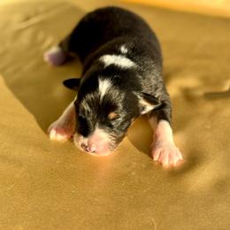 Rusty - Black tri-color male Australian Shepherd puppy in Beaverdam, Virginia from Cimmarun Farm Aussies