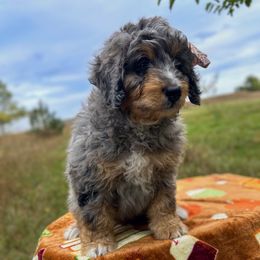 Silva - Merle female Bernedoodle puppy in Mesick, Michigan from Minnie's UpNorth Doodles