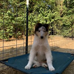 Orion - Blue merle Collie puppy in Silverton, Oregon from Meissa Collies