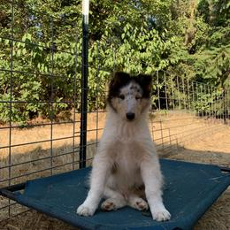Orion - Blue merle Collie puppy in Silverton, Oregon from Meissa Collies