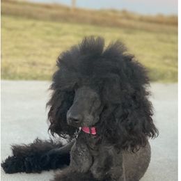 Stella - Poodle
