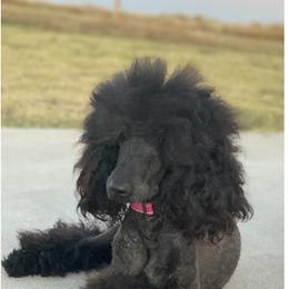 Stella - Poodle