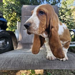Wilma - Red and white female Basset Hound puppy in Pleasant Lake, Michigan from Pleasant Bay Basset Hounds