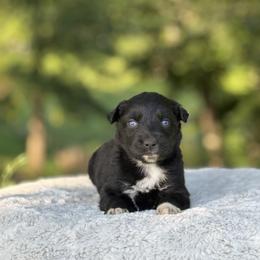 Jenga - Black & white female Australian Shepherd puppy in Argyle, Iowa from Country Time Kennels