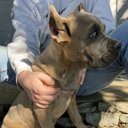 Black Collar - Gray and fawn male Cane Corso puppy in Kingsport, Tennessee from Gray Cane Corsos