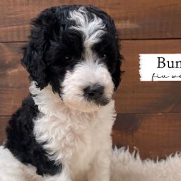 Bunny - Parti Goldendoodle puppy in Conway, New Hampshire from Arbor Grace Doodles