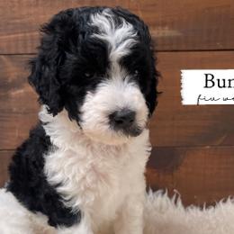 Bunny - Parti Goldendoodle puppy in Conway, New Hampshire from Arbor Grace Doodles