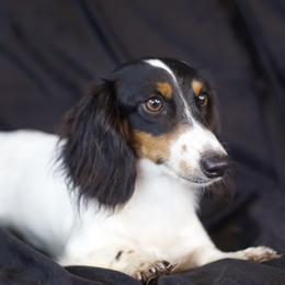 Dachshunds from Turquoise River Minature Dachshunds