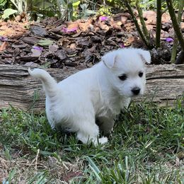 West Highland White Terrier Puppies from Westies of NC Highlands