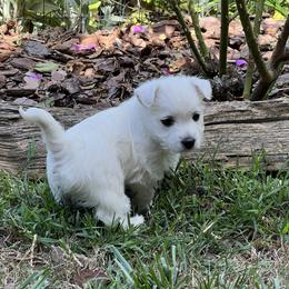 West Highland White Terrier Puppies from Westies of NC Highlands
