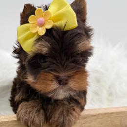 Wren - Chocolate and tan female Yorkshire Terrier puppy in Benton, Illinois from Furry Tailz Yorkies