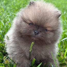 B-Dawg - Blue sable male Pomeranian puppy in Newark, Ohio from Keeperofstars Pomeranians