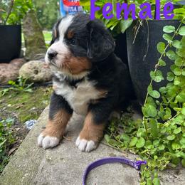 Purple - Black rust and white female Bernese Mountain Dog puppy in Delton, Michigan from Rocky Top Acres