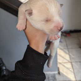 Pomsky Puppies from Valparaiso Pomskys