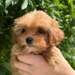 Tink - Red female Cavapoo puppy in Tucson, Arizona from Adored Poodle & Doodles