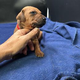 Boy 6 (Red) - Rd whtn blk nose male Rhodesian Ridgeback puppy in Ocala, Florida from DogWood Kennels