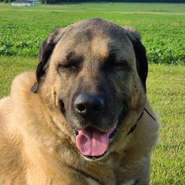 Aslan - Kangal