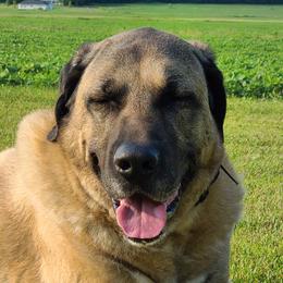 Aslan - Kangal
