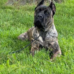 Cane Corso Puppies from MVK9
