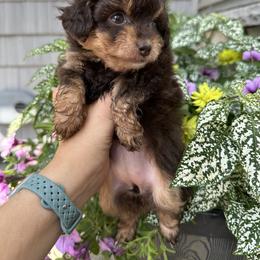 Aussiedoodles, Havapoos, and Poodles from Creekside Ranch