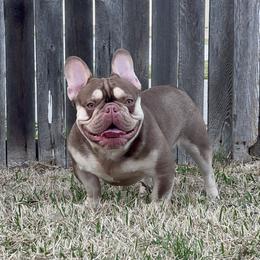 BIG RED - French Bulldog