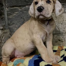 Great Dane Puppies from Mountain Valley Danes