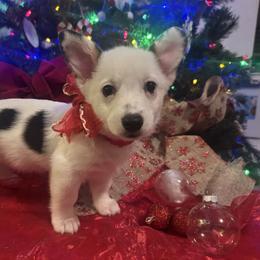 LeeAnn - White and black female Pembroke Welsh Corgi puppy in Rosharon, Texas from Hallin’ Corgis
