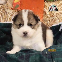 Hutch - male Nenets Herding Laika puppy in Rockwell, Texas from Tundra Fox laikas