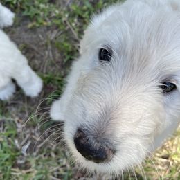 Goldendoodle Puppies from Bianca Bleu Goldendoodles