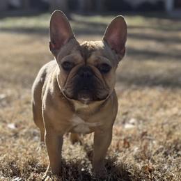 French Bulldogs from Prickly Pear Kennels
