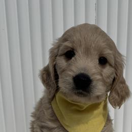 Yellow Girl - Apricot female Goldendoodle puppy in Newmanstown, Pennsylvania from Homespundoodles
