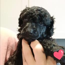 Red - Black female Poodle puppy in Big Rapids, Michigan from Meeker's Ridge Standard Poodles