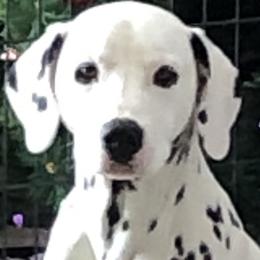 Waylon - Dalmatian