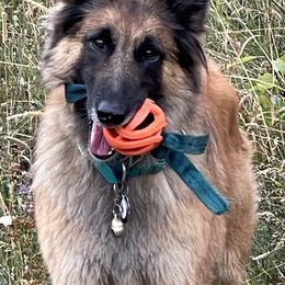 Belgian Tervuren from Big Mtn Belgians