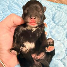 Peeps - Black and tan male Pomeranian puppy in Clarksville, Tennessee from Bee Mine Maltipoos and Pomeranians