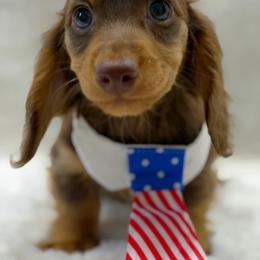 Duke - Chocolate and tan male Dachshund puppy in Brunswick, Georgia from Teenie Tiny Dachshunds