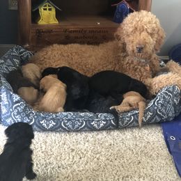 Goldendoodle Puppies from Brighton Doodles