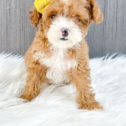 Girl 3 - Red  female Poodle puppy in Flint, Michigan from Anytime Doodles