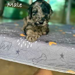 Goldendoodle Puppies from Wizard Doodles
