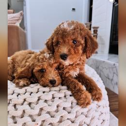 Teal - Red  female Goldendoodle puppy in Alamance County, North Carolina from Doodle Squad Puppies