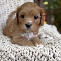 Muffin - Red female Cavapoo puppy in Arlington, Texas from Van Haselen Poodles and Doodles