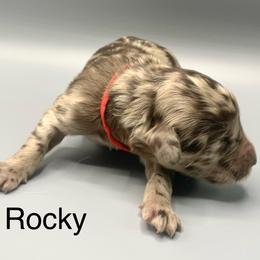 Rocky - Merle male Goldendoodle puppy in New Ringgold, Pennsylvania from Hawk Mountain Doodles