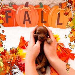 Sunday - Red  female Goldendoodle puppy in Kissimmee, Florida from Poodle Doodle Kennels