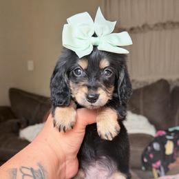 Sydney - Black and cream female Dachshund puppy in Hornbeck, Louisiana from A&Z Mini Dachshunds