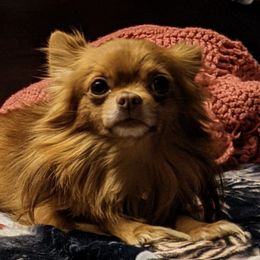 Rocko-Mc-Kill-ums - Chihuahua