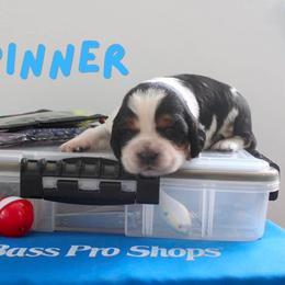 Spinner - Black white and tan female English Springer Spaniel puppy in Barnstead, New Hampshire from C & S Farms